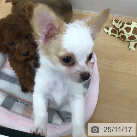 青森県のチワワ(ロング) (ペットプラス 青森浜田店/2025年8月21日生まれ/男の子/ホワイトクリーム)の子犬の4枚目の画像