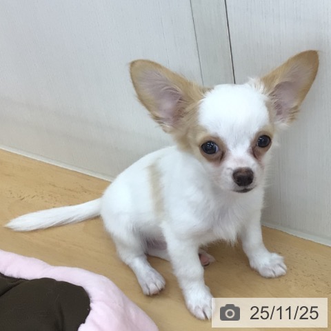 青森県のチワワ(ロング) (ペットプラス 青森浜田店/2025年8月21日生まれ/男の子/ホワイトクリーム)の子犬の3枚目の画像