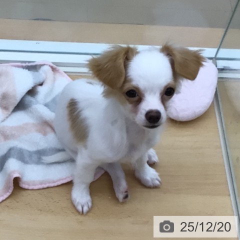 青森県のチワワ(ロング) (ペットプラス 青森浜田店/2025年8月21日生まれ/男の子/ホワイトクリーム)の子犬の4枚目の画像