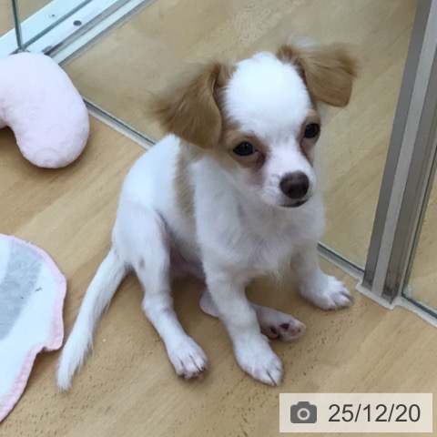 青森県のチワワ(ロング) (ペットプラス 青森浜田店/2025年8月21日生まれ/男の子/ホワイトクリーム)の子犬の3枚目の画像