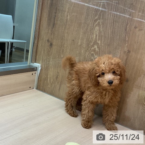 東京都のトイプードル(トイ) (ペッツワン 南砂町SUNAMO店/2025年8月25日生まれ/男の子/レッド)の子犬の4枚目の画像