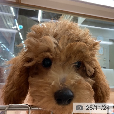 東京都のトイプードル(トイ) (ペッツワン 南砂町SUNAMO店/2025年8月25日生まれ/男の子/レッド)の子犬の3枚目の画像