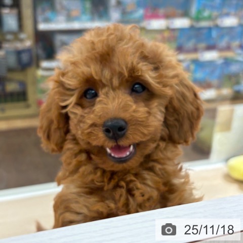 埼玉県のトイプードル(トイ) (ペットプラス 所沢店/2025年8月25日生まれ/女の子/レッド)の子犬の4枚目の画像