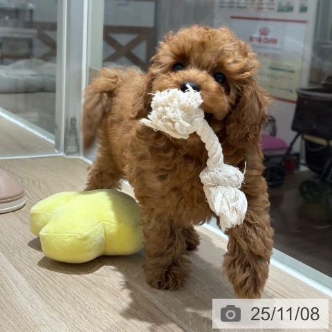 埼玉県のトイプードル(トイ) (ペットプラス 所沢店/2025年8月25日生まれ/女の子/レッド)の子犬の3枚目の画像