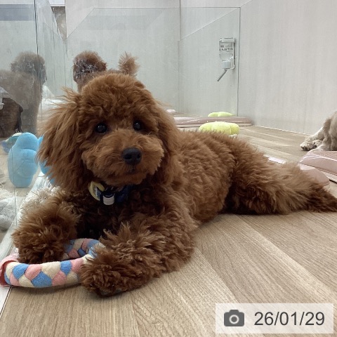 山梨県のトイプードル(トイ) (ペットプラス 甲府国母店/2025年8月25日生まれ/女の子/レッド)の子犬の4枚目の画像