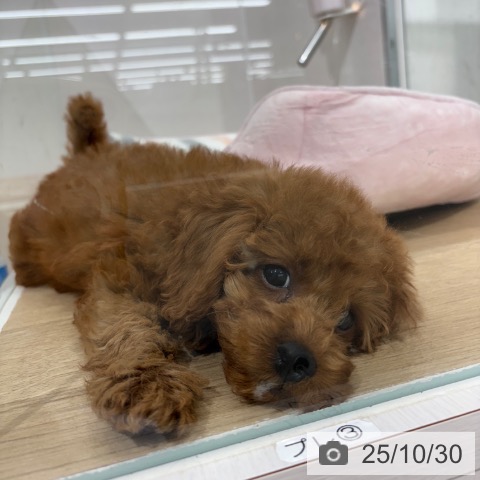 山梨県のトイプードル(トイ) (ペットプラス 甲府国母店/2025年8月25日生まれ/女の子/レッド)の子犬の3枚目の画像