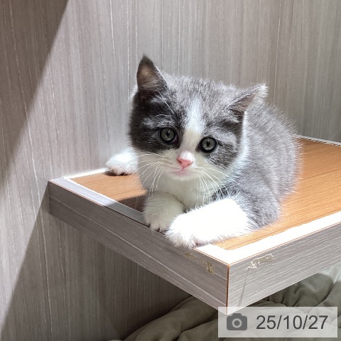 ブリティッシュショートヘアの写真