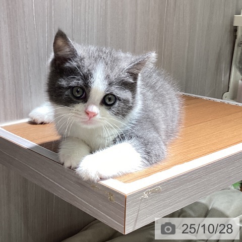 ブリティッシュショートヘアの写真