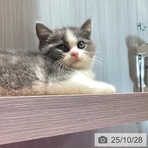 ブリティッシュショートヘアの写真