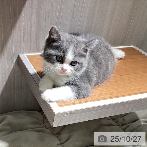 ブリティッシュショートヘアの写真