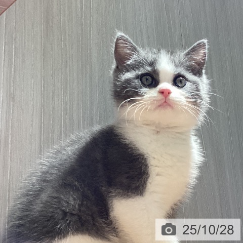 ブリティッシュショートヘアの写真