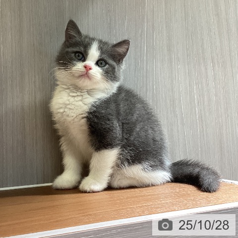 ブリティッシュショートヘアの写真