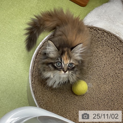 ミヌエットの写真