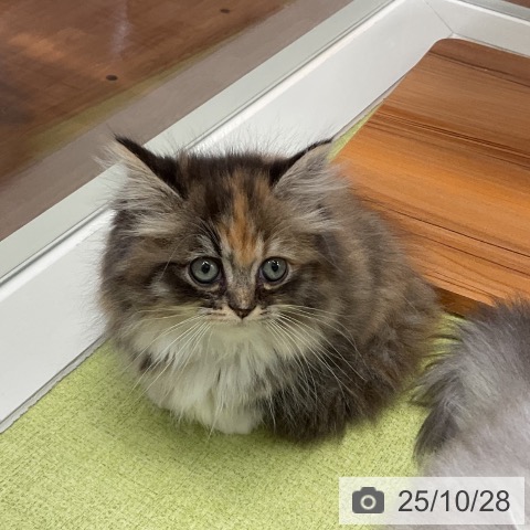 ミヌエットの写真