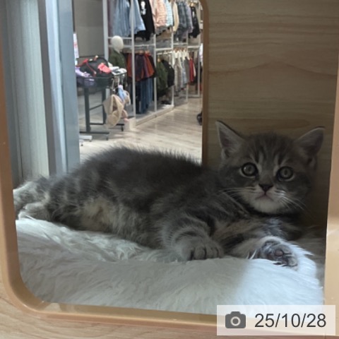 スコティッシュフォールドの写真