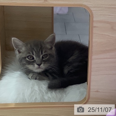 スコティッシュフォールドの写真