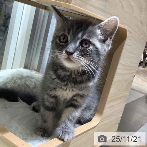 千葉県のスコティッシュフォールド (ペットプラス 船橋店/2025年8月26日生まれ/男の子/ブルータビー)の子猫の4枚目の画像