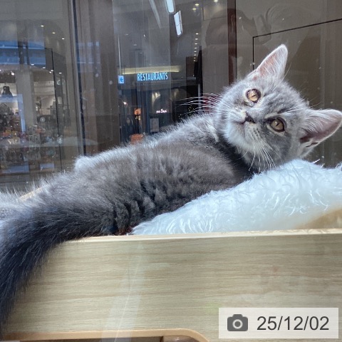 千葉県のスコティッシュフォールド (ペットプラス 船橋店/2025年8月26日生まれ/男の子/ブルータビー)の子猫の3枚目の画像