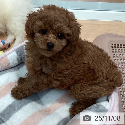 神奈川県のトイプードル(トイ) (ペットプラス 海老名店/2025年8月24日生まれ/女の子/レッド)の子犬の4枚目の画像