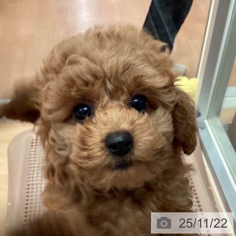 神奈川県のトイプードル(トイ) (ペットプラス 海老名店/2025年8月24日生まれ/女の子/レッド)の子犬の3枚目の画像