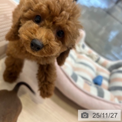 東京都のトイプードル(トイ) (ペッツワン 青梅インター店/2025年8月24日生まれ/女の子/レッド)の子犬の4枚目の画像