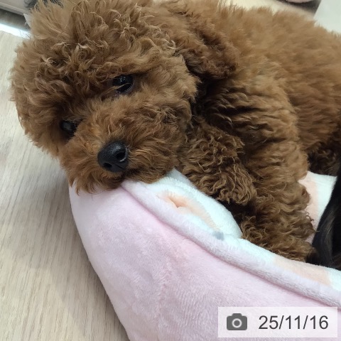 東京都のトイプードル(トイ) (ペッツワン 青梅インター店/2025年8月24日生まれ/女の子/レッド)の子犬の3枚目の画像