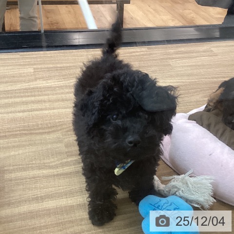 東京都のトイプードル(トイ) (ペッツワン 青梅インター店/2025年8月22日生まれ/男の子/ブラック)の子犬の3枚目の画像