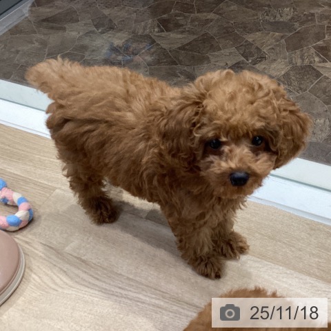 神奈川県のトイプードル(トイ) (ペットプラス 座間店/2025年8月26日生まれ/男の子/レッド)の子犬の3枚目の画像