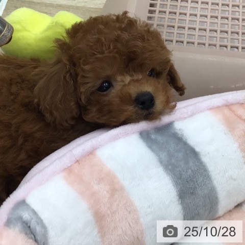 トイ・プードルの写真