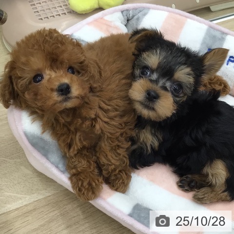 トイ・プードルの写真