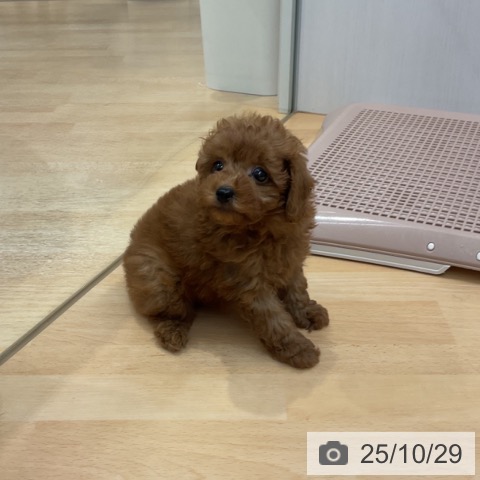 トイ・プードルの写真