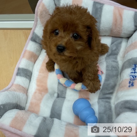 トイ・プードルの写真