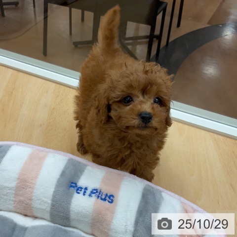 トイ・プードルの写真