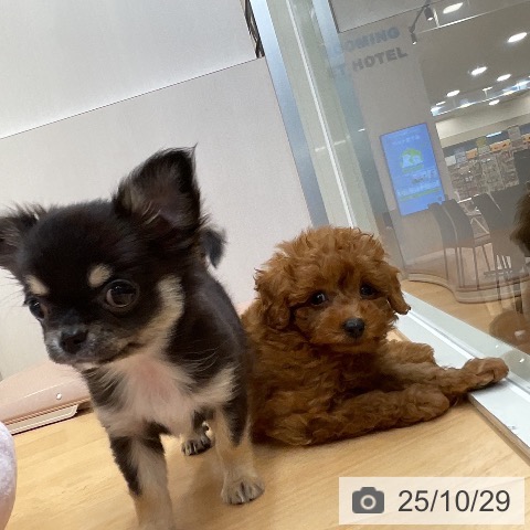 トイ・プードルの写真