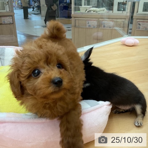 トイ・プードルの写真