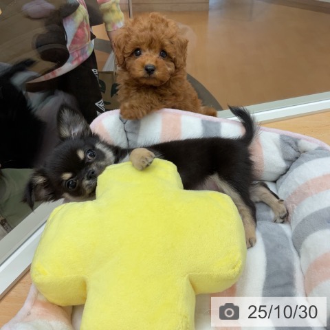 トイ・プードルの写真