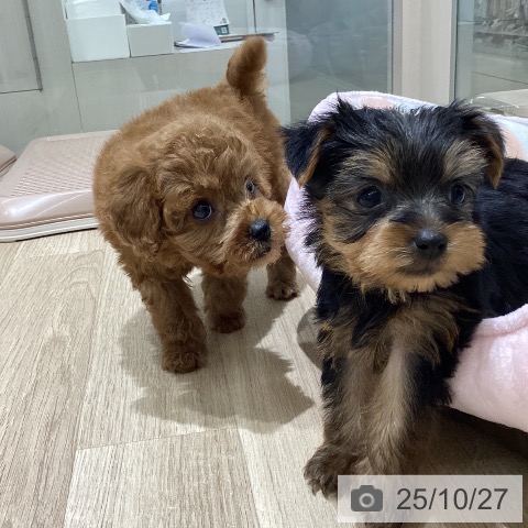 トイ・プードルの写真