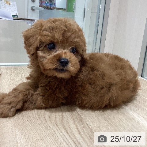 トイ・プードルの写真