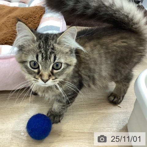 ラガマフィンの写真