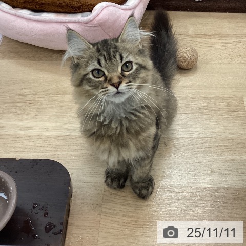 ラガマフィンの写真