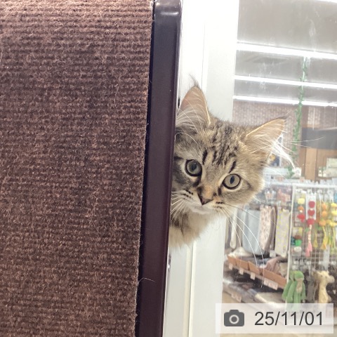 ラガマフィンの写真