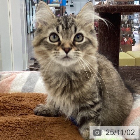 ラガマフィンの写真