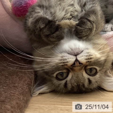 ラガマフィンの写真