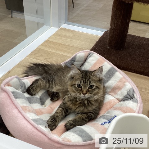 ラガマフィンの写真