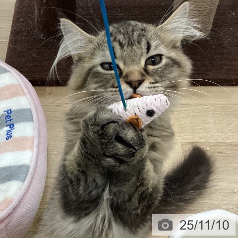 ラガマフィンの写真