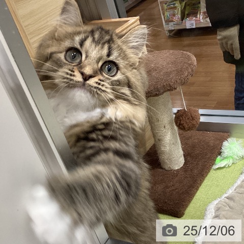 千葉県のラガマフィン (ペットプラス 柏店/2025年8月22日生まれ/女の子/ブラウンタビーホワイト)の子猫の4枚目の画像