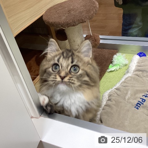 千葉県のラガマフィン (ペットプラス 柏店/2025年8月22日生まれ/女の子/ブラウンタビーホワイト)の子猫の3枚目の画像