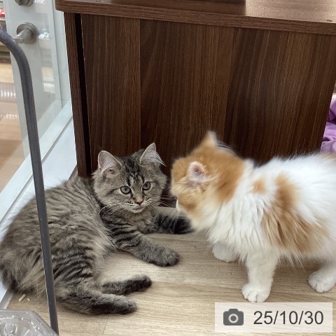 ラガマフィンの写真