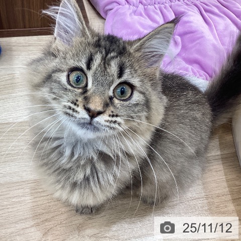 ラガマフィンの写真