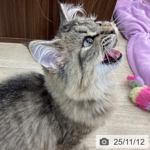 ラガマフィンの写真